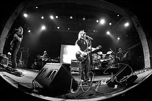 Porcupine Tree by Wayne Dennon