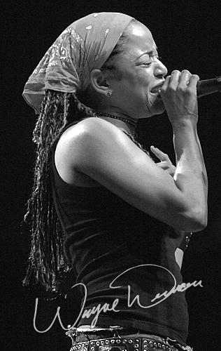 Danielia Cotton by Wayne Dennon