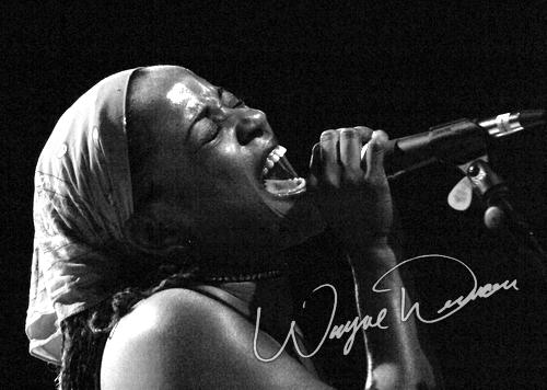 Danielia Cotton by Wayne Dennon